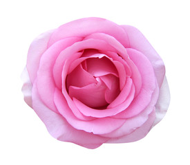Beautiful pink rose sweet petal blooming top view isolated on white background and clipping path