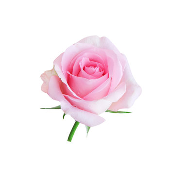 Single pink rose beautiful flower and water drops blooming isolated on white background and clipping path