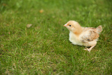 little chick on grass with copy space