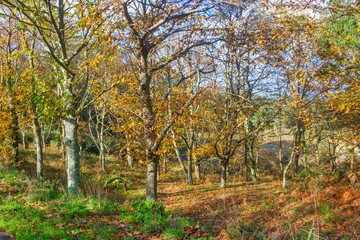 Chestnut forest in autumn