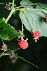 red raspberries on a background of green leaves.