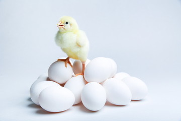 yellow chick with chicken eggs on a white background