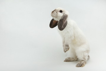 lop-eared rabbit stands on its hind legs on a white background