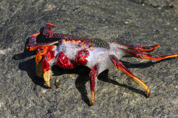 rote_Klippenkrabbe