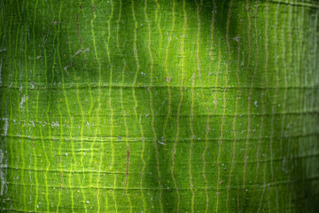 Fototapeta na wymiar ceiba tree texture trunk