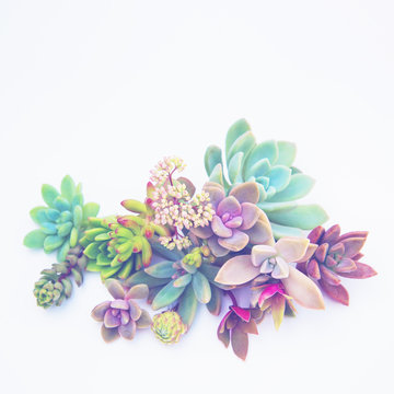 set of different succulents on a light background