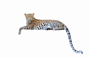 léopard isolé sur fond blanc