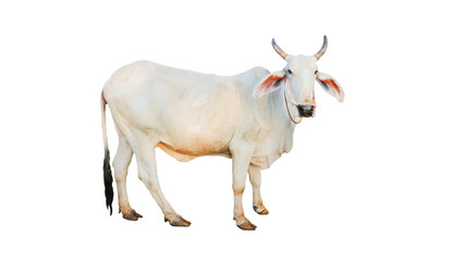 cow isolated on white background
