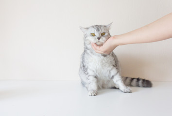 Veterinarian try to touch gray Persian tabby kitten for make a trust and give medicine.