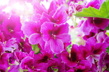 Bright pink flowers of the royal pelargonium close-up. Bright spring summer photo is suitable as a background. The concept of flowering, the beauty of nature. Copyspace.