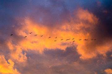 A flock of birds on a background of bright orange clouds