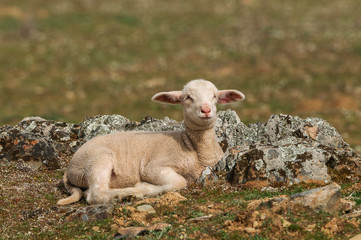 Obraz premium Animales de granja