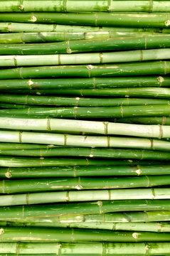 arrange green bamboo trees