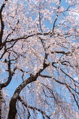 Background of beautiful pink cherry blossom blooming on the clear blue sky in the famous park of Japan during the spring and winter season.