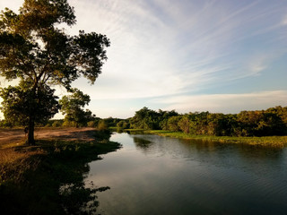 The tree near the canal with cloudy sky.