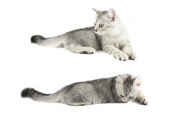 Portrait of gray persian kitten sitting and looking forward with curious of something strange on isolated white background.