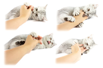 Set of gray Persian tabby kitten biting hand of veterinarian that try to catch for test and give medicine.