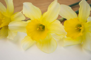 Obraz na płótnie Canvas Beautiful yellow daffodils on wooden background, bright studio shot, flowers background