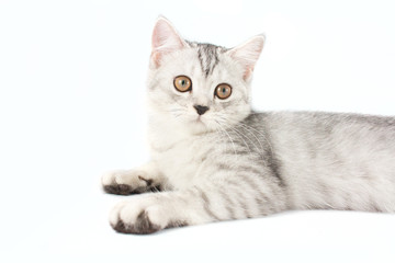 Portrait of gray persian kitten sitting and looking forward with curious of something strange on isolated white background.