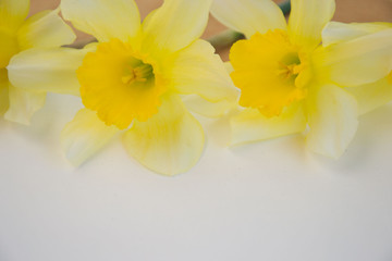 Obraz na płótnie Canvas Beautiful yellow daffodils on white background, bright studio shot, copy space, empty paper for text
