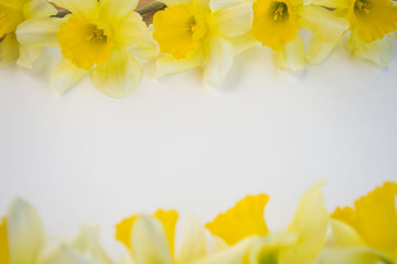 Naklejka na ściany i meble Beautiful yellow daffodils on white background, bright studio shot, copy space, empty paper for text