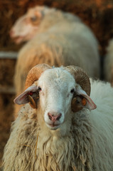 Animales de granja