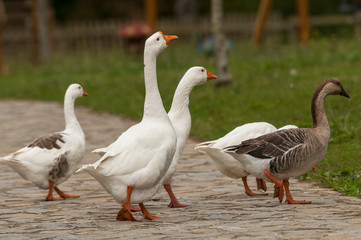 Animales de granja