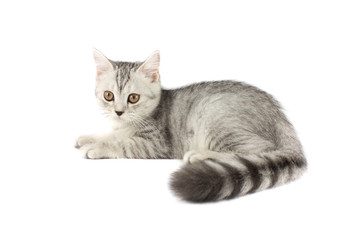 Portrait of gray persian kitten sitting and looking forward with curious of something strange on isolated white background.