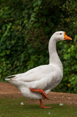 Animales de granja
