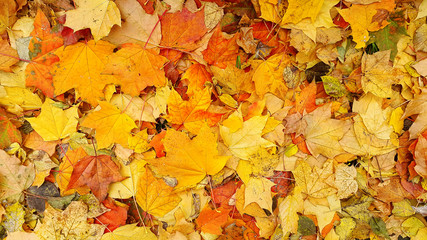 Fototapeta na wymiar Bright autumn background from fallen leaves of maple