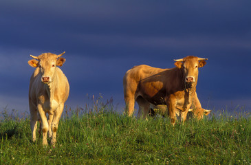 Animales de granja