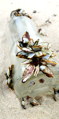 Barnacle on a glass bottle on the beach, Selective focus.