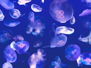 Group of light colorful glow jelly fish swimming in the deep dark blue sea under water.
