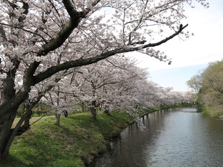 桜が咲くつくばみらい市の福岡堰桜並木（福岡堰さくらまつり開催期間）　Fukuoka-zeki Weir