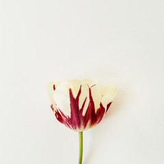 Tulip flower on white background. Flat lay, top view minimal floral composition.