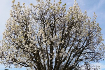 White cherry blossom super bloom in spring season CA ,USA