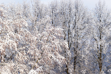Christmas park under first fresh snow