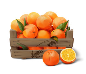 Wooden box with oranges. Watercolor drawing