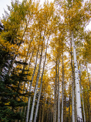 Fototapeta premium Brzozowy las jesienią