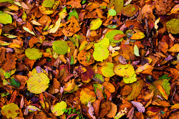 all the colors of autumn