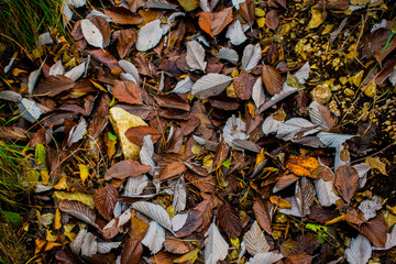 colorful leaves one