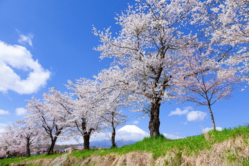 Fototapeta na wymiar 富士山と満開の桜、山梨県南都留郡忍野村にて