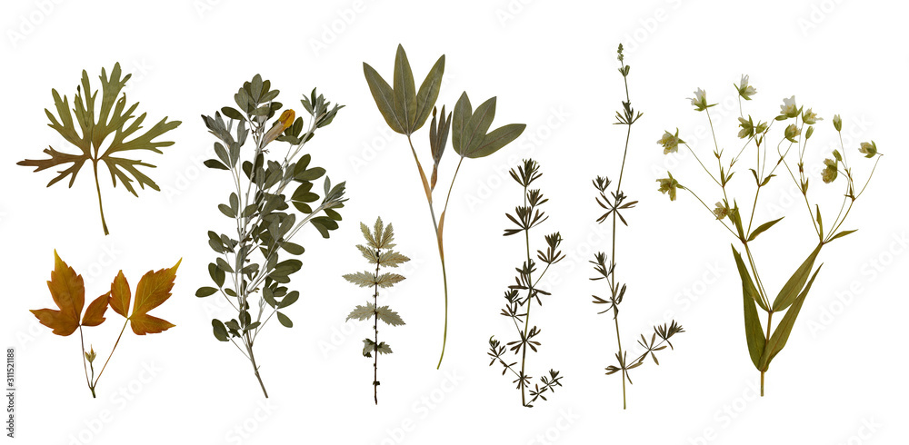 Wall mural dry pressed wild flowers and plants isolated on white background. botanical collection - Wall murals