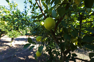 Ripe natural lemons in the tree