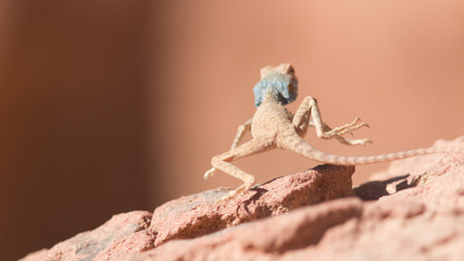 Agame du sinaï, Wadi Rum