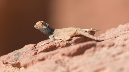 Agame du sinaï, Wadi Rum