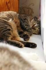 the look of a cat resting on the windowsill