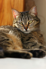 portrait of a cat close-up with an expressive look