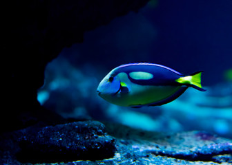 Fototapeta premium Blue Tang fish surgeon fish