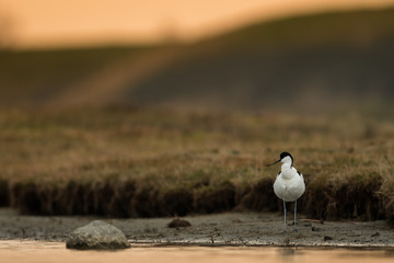 Pied avocet in the natural environment, Recurvirostra avosetta